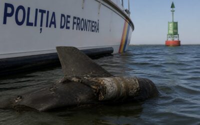Un fragment de dronă cu încărcătură explozivă a fost neutralizat lângă Sulina